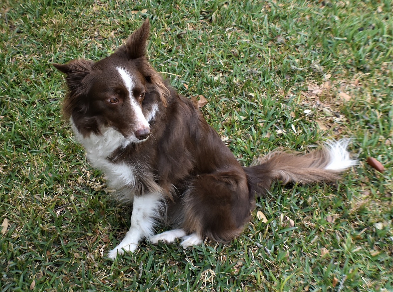 The Characteristics of the Border Collie - Intelligence and Energy